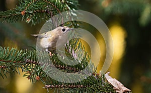 Goldcrest, Regulus regulus. A bird flies from branch to branch looking for food