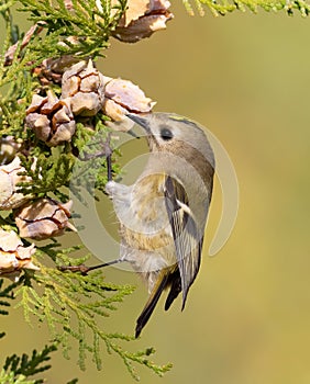 Goldcrest, Regulus regulus. A bird looking for prey among the branches of a thuja tree