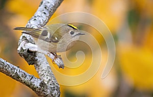 Goldcrest, Regulus regulus. A bird sits on a branch against a beautiful background