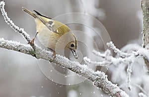 Goldcrest, Regulus regulus. A bird sits on a branch covered in frost and holds a fly in its beak