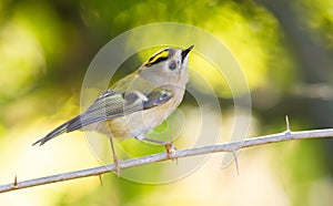 Goldcrest, regulus regulus. The bird sits on a branch with thorns, looks up