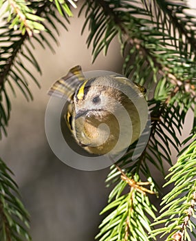 Goldcrest, Regulus regulus. A bird sits on a fir branch