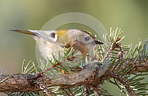 Goldcrest, Regulus regulus. Close-up of a small bird sitting on spruce needles