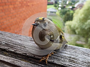 Goldcrest (Regulus regulus) with distinctive black-edged golden crown stripe visiting a window sill in a city