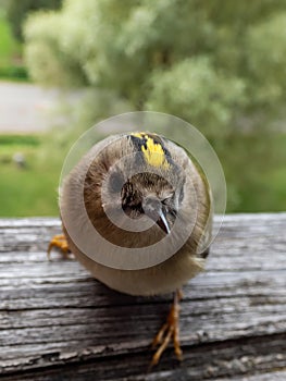 Goldcrest (Regulus regulus) with distinctive black-edged golden crown stripe visiting a window sill in a city