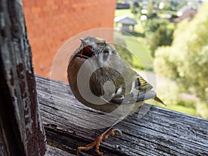 Goldcrest (Regulus regulus) with distinctive black-edged golden crown stripe visiting a window sill in a city