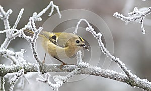 Goldcrest, Regulus regulus. On a frosty winter morning, a bird found a fly in the bark of a tree