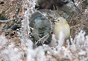 Goldcrest, Regulus regulus. On a frosty winter morning, a bird looks for prey