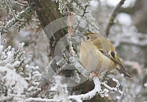 Goldcrest, Regulus regulus. On a frosty winter morning, a bird looks for prey