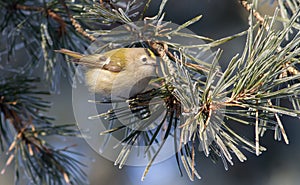 Goldcrest, Regulus regulus. On a frosty winter morning, the bird sits on a pine needle that is covered with hoarfrost