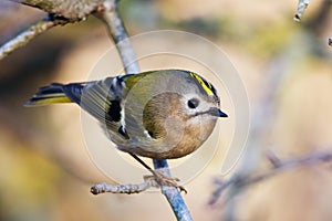 Goldcrest, regulus regulus, golden-crested kinglet. The smallest bird in Eurasia