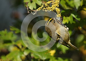 A Goldcrest, Regulus regulus, hunting for insects to eat on a lichen covered branch on a Hawthorn Tree.