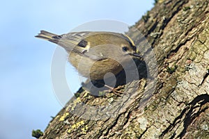 A Goldcrest Regulus regulus hunting for insects to eat in an old tree.