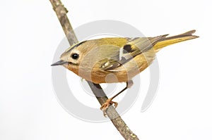 Goldcrest, Regulus regulus. A little bird sits on a branch. White background, cut out, isolated