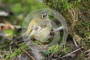 A Goldcrest, Regulus regulus, looking for insects to eat in the moss at the base of a tree trunk in woodland.