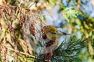 Goldcrest (Regulus regulus) perched in a tree, taken in the UK