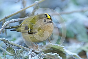 Goldcrest - Regulus regulus sitting on the branch in cold winter snowy time. very small passerine bird in the kinglet family. Its