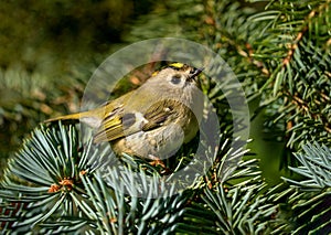 Goldcrest - Regulus regulus sitting on the branch in nature