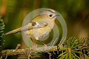 Goldcrest - Regulus regulus