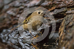 Goldcrest, Regulus regulus. The smallest songbird in Europe