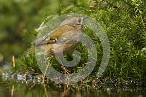 Goldcrest, Regulus regulus. The smallest songbird in Europe