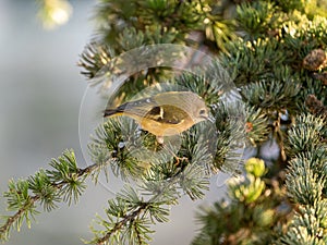 Goldcrest (Regulus regulus), taken in the UK