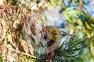 Goldcrest (Regulus regulus), the uk's smallest bird, taken in London