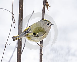 Goldcrest (Regulus regulus) is a very small passerine bird in the Regulidae family.