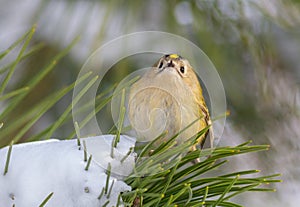 Goldcrest, Regulus regulus. Winter, a bird sits on the branch of a pine tree