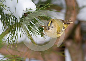 Goldcrest, Regulus regulus. Winter, a bird sits on the branch of a pine tree
