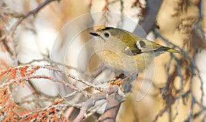 Goldcrest, Regulus regulus. The smallest bird of Eurasia