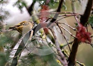 Goldcrest (Regulus regulus) - The smallest bird in Europe photo