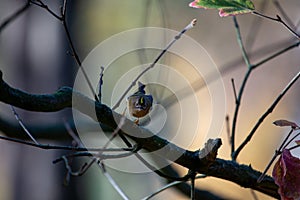 Goldcrest (Regulus regulus) - The smallest bird in Europe photo