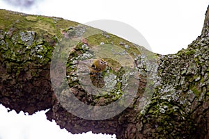 Goldcrest (Regulus regulus) - The smallest bird in Europe photo