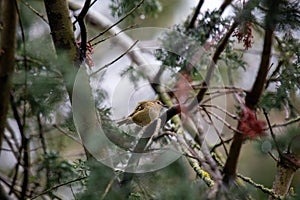Goldcrest (Regulus regulus) - The smallest bird in Europe photo