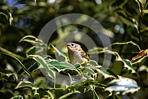 Goldcrest (Regulus regulus) - The smallest bird in Europe photo