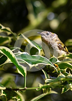 Goldcrest (Regulus regulus) - The smallest bird in Europe photo