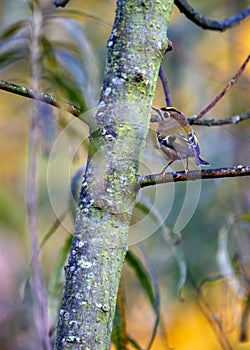 Goldcrest (Regulus regulus) - The smallest bird in Europe photo
