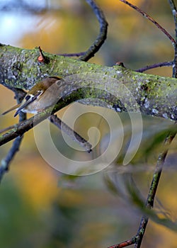 Goldcrest (Regulus regulus) - The smallest bird in Europe photo