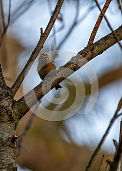 Goldcrest (Regulus regulus) - The smallest bird in Europe photo