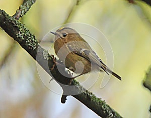 Goldcrest side view on lichen branch