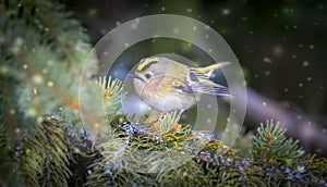 Goldcrest sitting on the spruce twig Regulus regulus European smallest songbird in the nature habitat