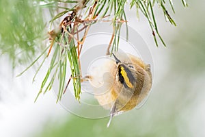 Goldcrest stripe view from above