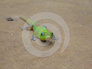 Golddust Day Gecko