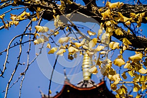 golde ginkgo leaves are under the sunshine, it& x27;s very beautiful under the blue sky and ancient temple top as the background.