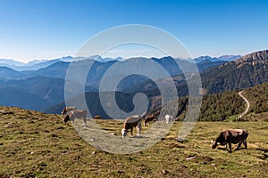 Goldeck - Group of cows grazing on alpine meadow with panoramic view of magical mountain of Karawanks and Julian Alps