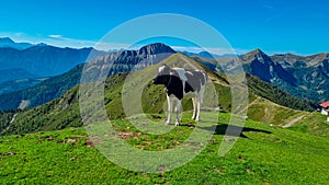 Goldeck - Group of cows grazing on alpine meadow with panoramic view of magical mountain of Karawanks and Julian Alps