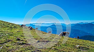 Goldeck - Group of cows grazing on alpine meadow with panoramic view of magical mountain of Karawanks and Julian Alps