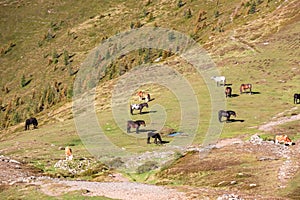 Goldeck - Group of wild horses grazing on alpine meadow on Goldeck, Latschur group, Gailtal Alps, Carinthia, Austria