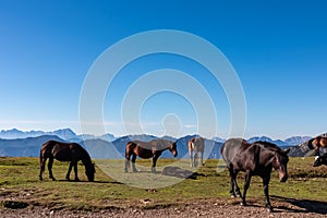 Goldeck - Herd of wild horses grazing on alpine meadow with scenic view of magical mountain of Karawanks and Julian Alps